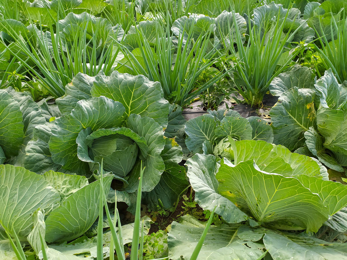 芥菜在北方什么时候种