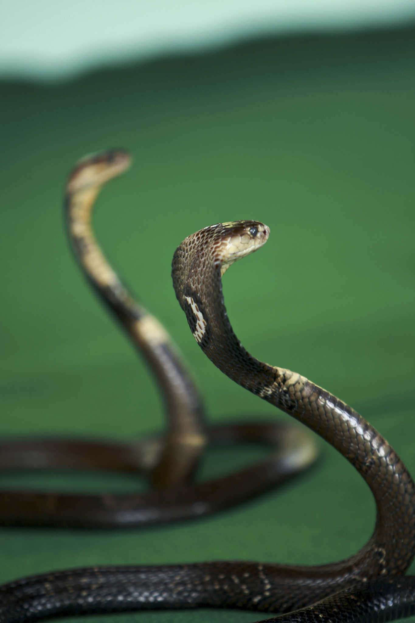 在眼镜发明之前眼镜蛇叫什么？