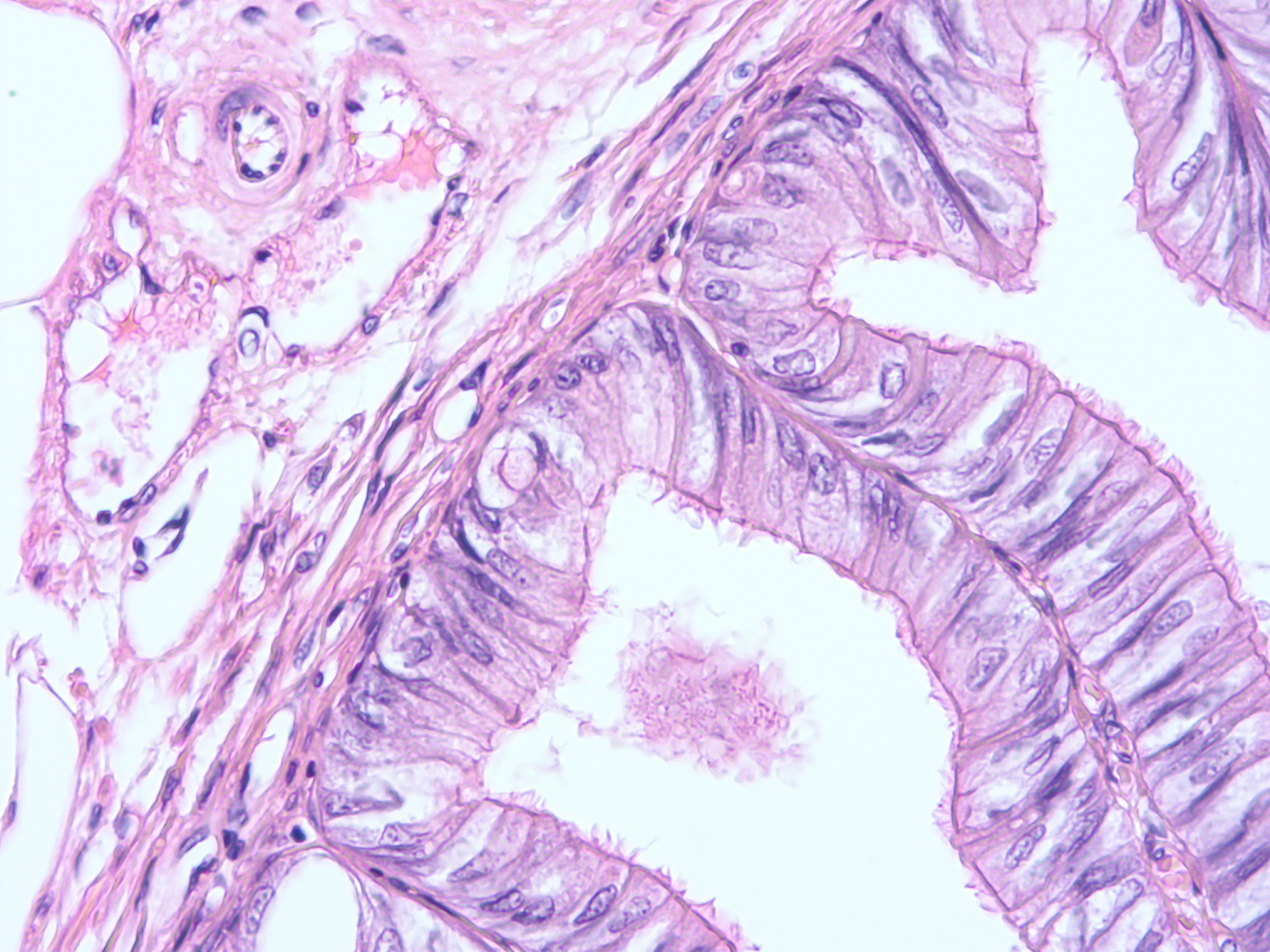 histology of human tissue