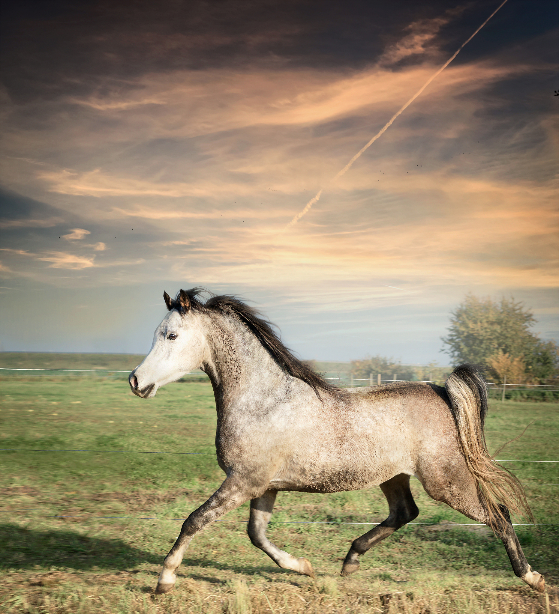 beautiful gray stallion horse running on the loose
