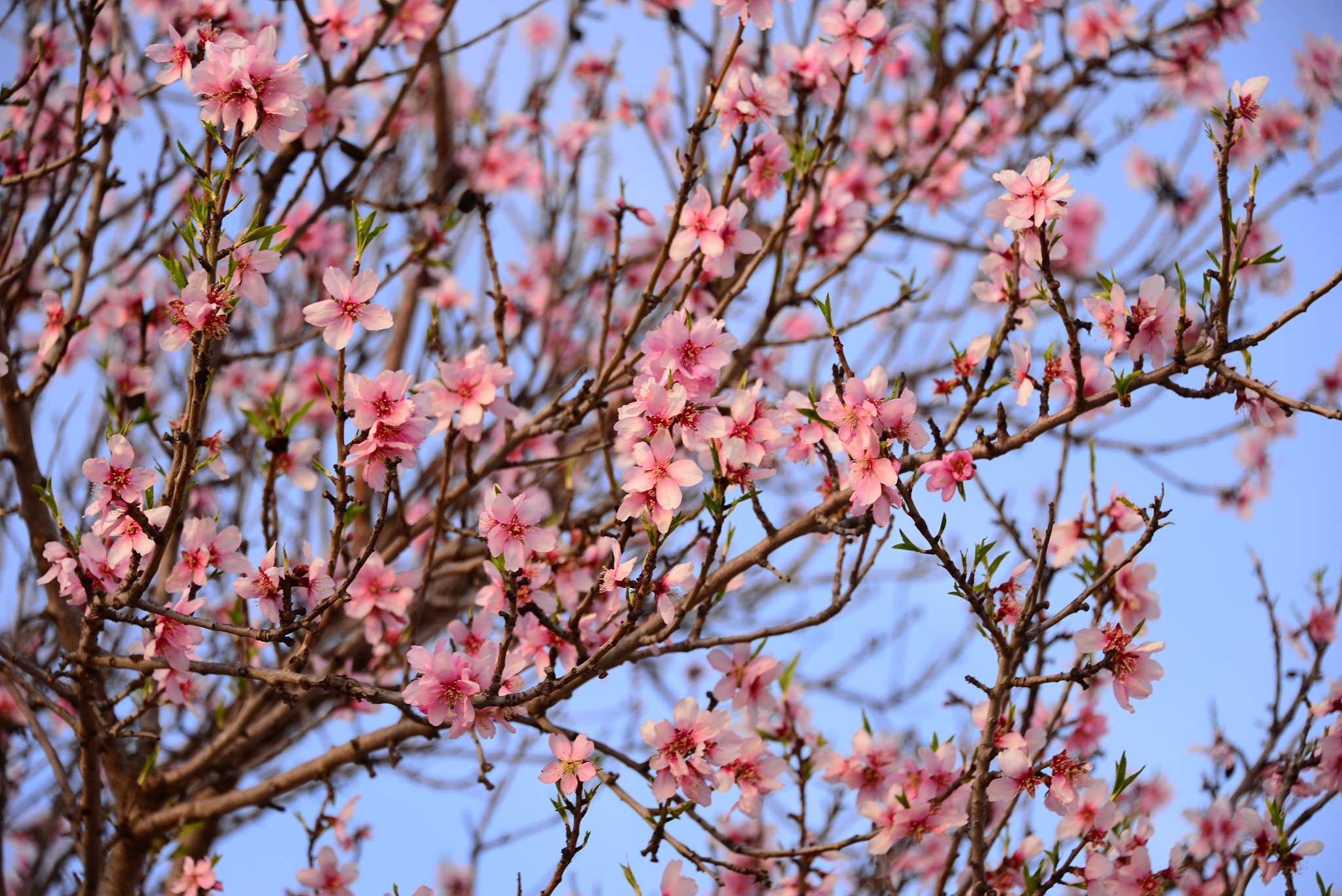 mandelblüte in spanien