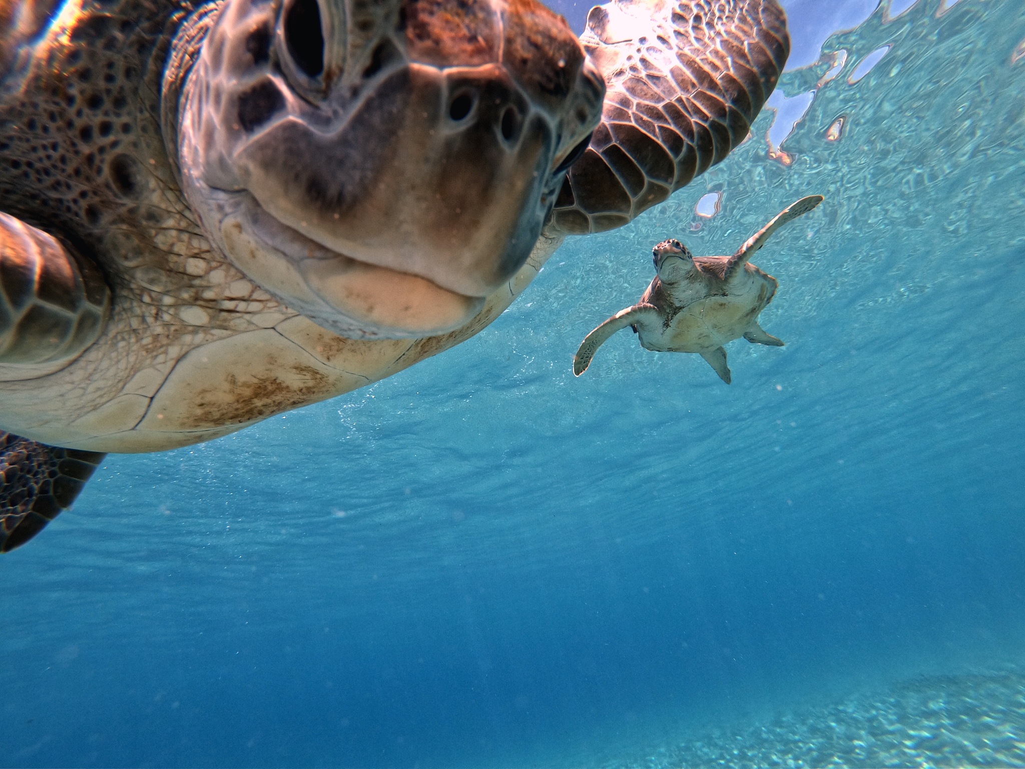 《贪吃的小虎鲸》乐比和悠悠在海底探险但发现身边的工具和用品频频失踪而嫌疑人就是在附近游水的虎鲸宝宝。可虎鲸宝宝不知道把那些东西藏在了哪里到处都找不到。结果虎鲸宝宝突然肚子痛了起来原来是都被他吃了下去。乐比想了办法用臭袜子让虎鲸宝宝都吐了出来。虎鲸宝宝得到了教训也科普了自己的知识。EP29《贪玩的小海龟》乐比悠悠在海里遇见了一只落单的小海龟了解到了海龟与陆龟的区别并帮助小海龟顺着洋流找妈妈。撰写脚本