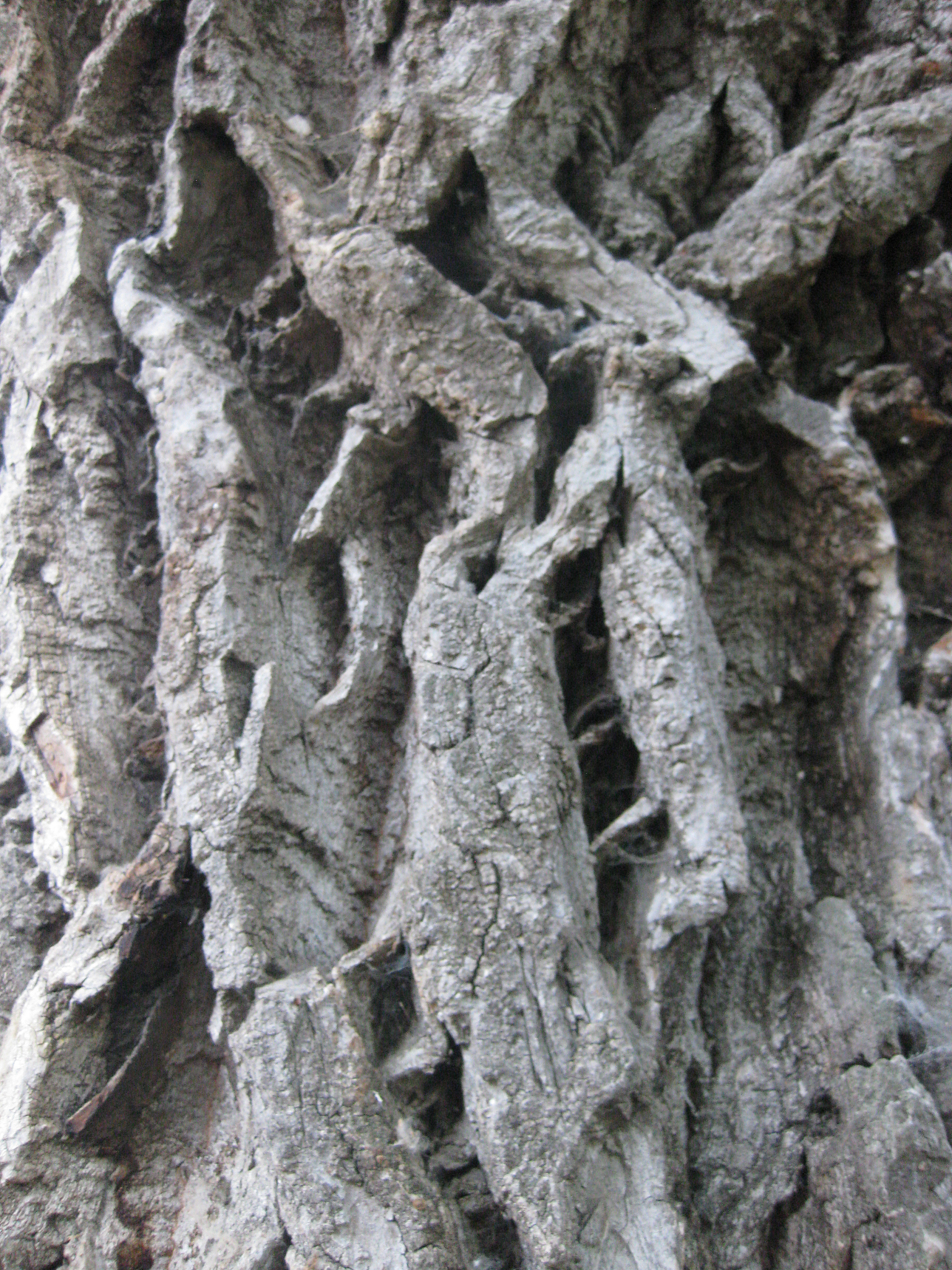 树木木材形成：碳的来源与韧皮部的作用