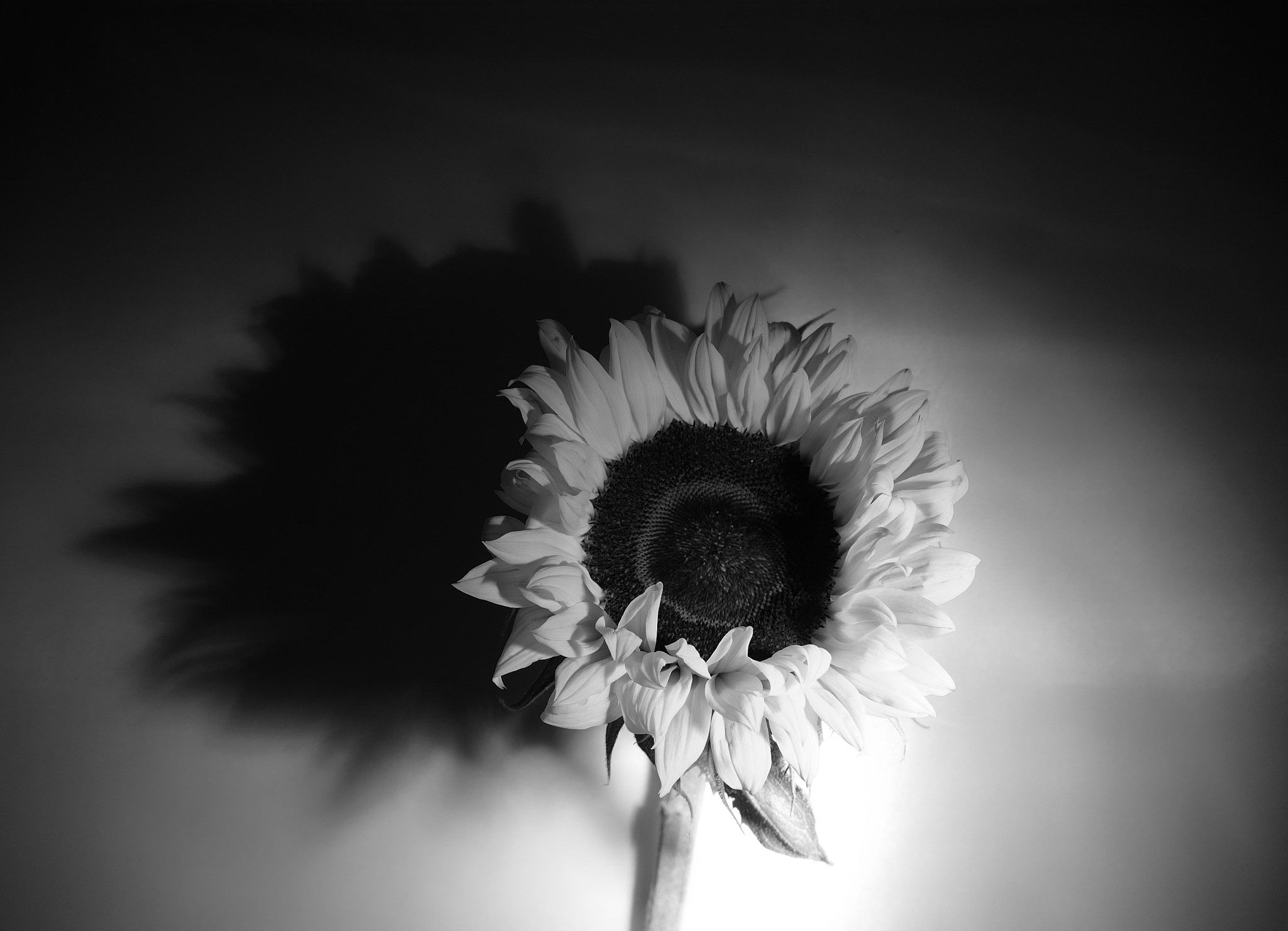 用中文仿写以下句子 枯兀死寂的秃树刺破暮色孩童凄清的哭啼刺破耳膜夕阳被黑暗吞噬连同镇上村民的希望一起。一片潮乎乎的酒气味萦绕在镇上黑云底下透出一线炯炯的光是面具底下的眼睛而这双眼睛已然看不到路面视野内只遗留着酒碗的碎屑。 人们在黑暗中迷失了方向只有那群向日葵面挺向镇口保持着唯一的亮色疾风不倒它用鲜艳的颜色驱散了周遭的黑。