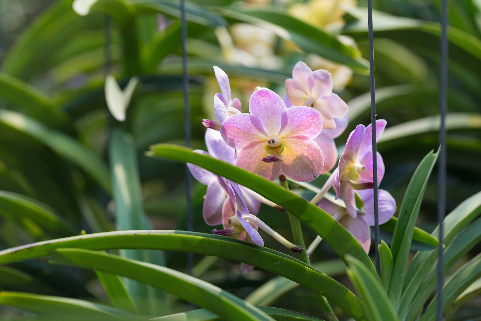 orchids is considered the queen of flowers in thailand