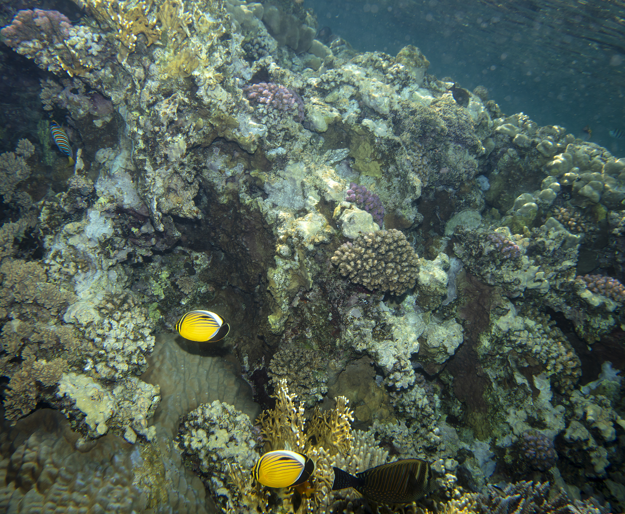 HYDROBIOLOGIA期刊：水生生物学领域领先期刊