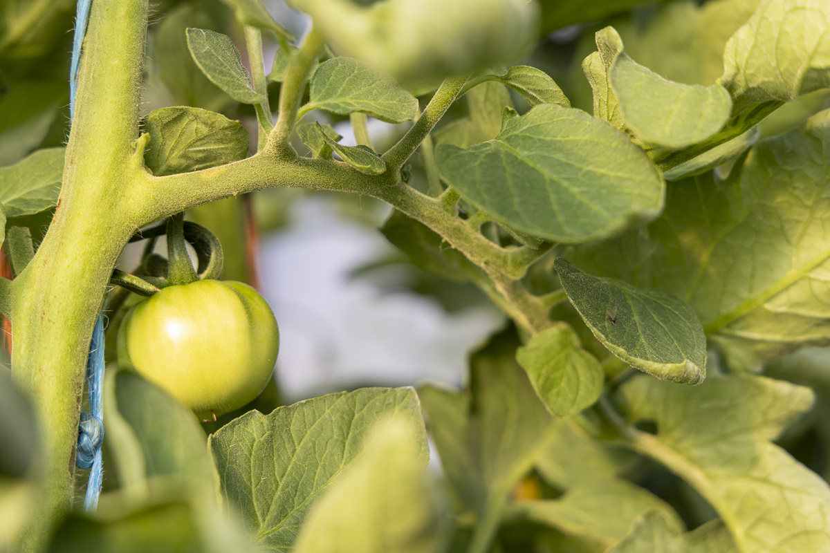 西红柿虫害识别简要回答注意：如果不是农业问题则回答：您问的好像不是农业领域的问题并不做任何解释
