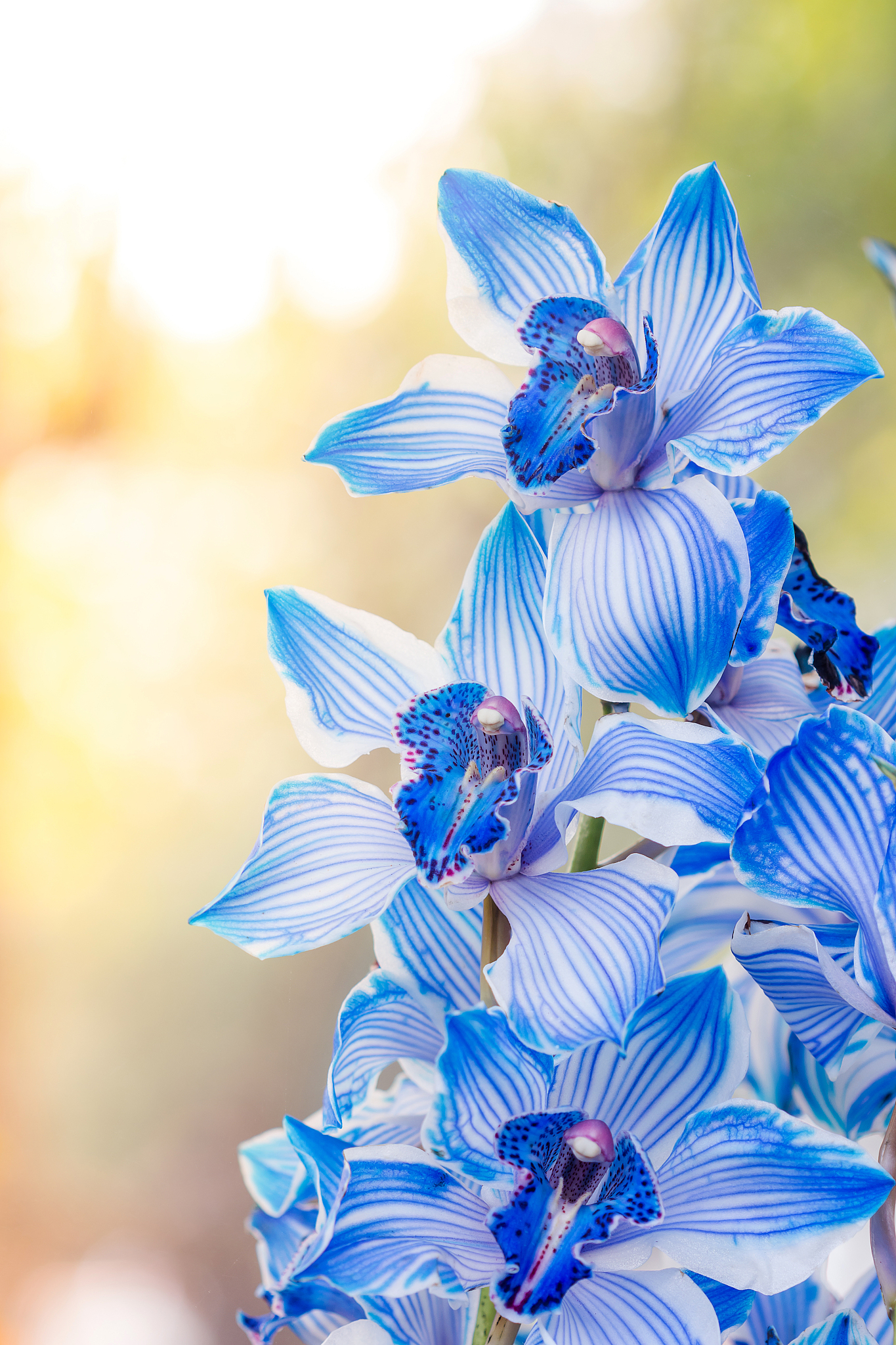 How to Say 'Yucca Flower' in English: Exploring Common and Botanical Names