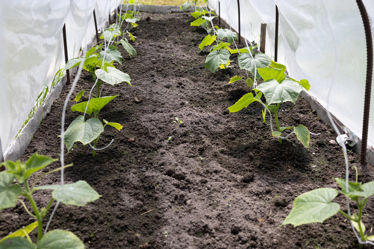 2比较西瓜和黄瓜的根系发达程度生产上如何采用不同的施肥技术。