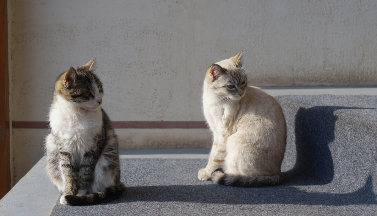 两只<strong>猫</strong>在窗前