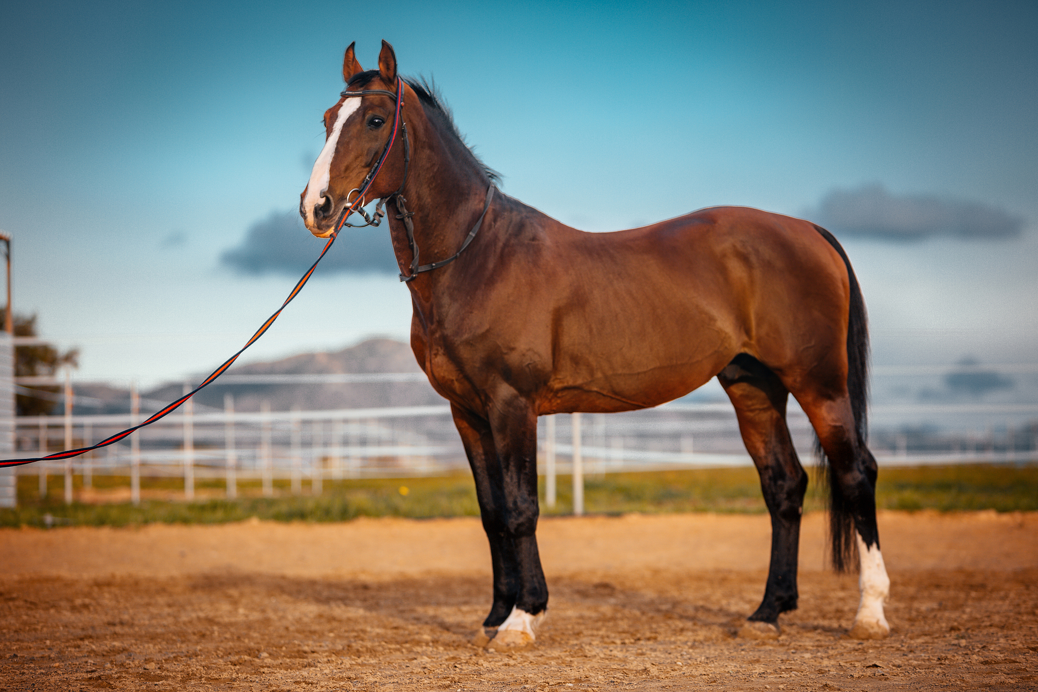 horse walking near at sand field