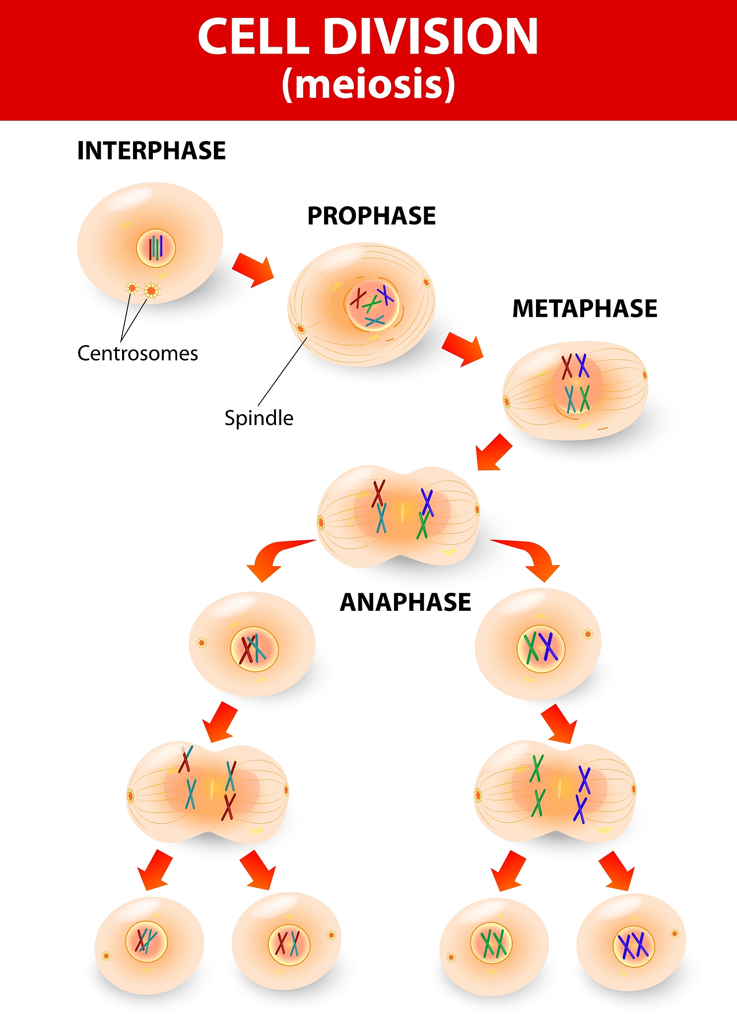 减数分裂中的同源染色体：配对、交换和分离