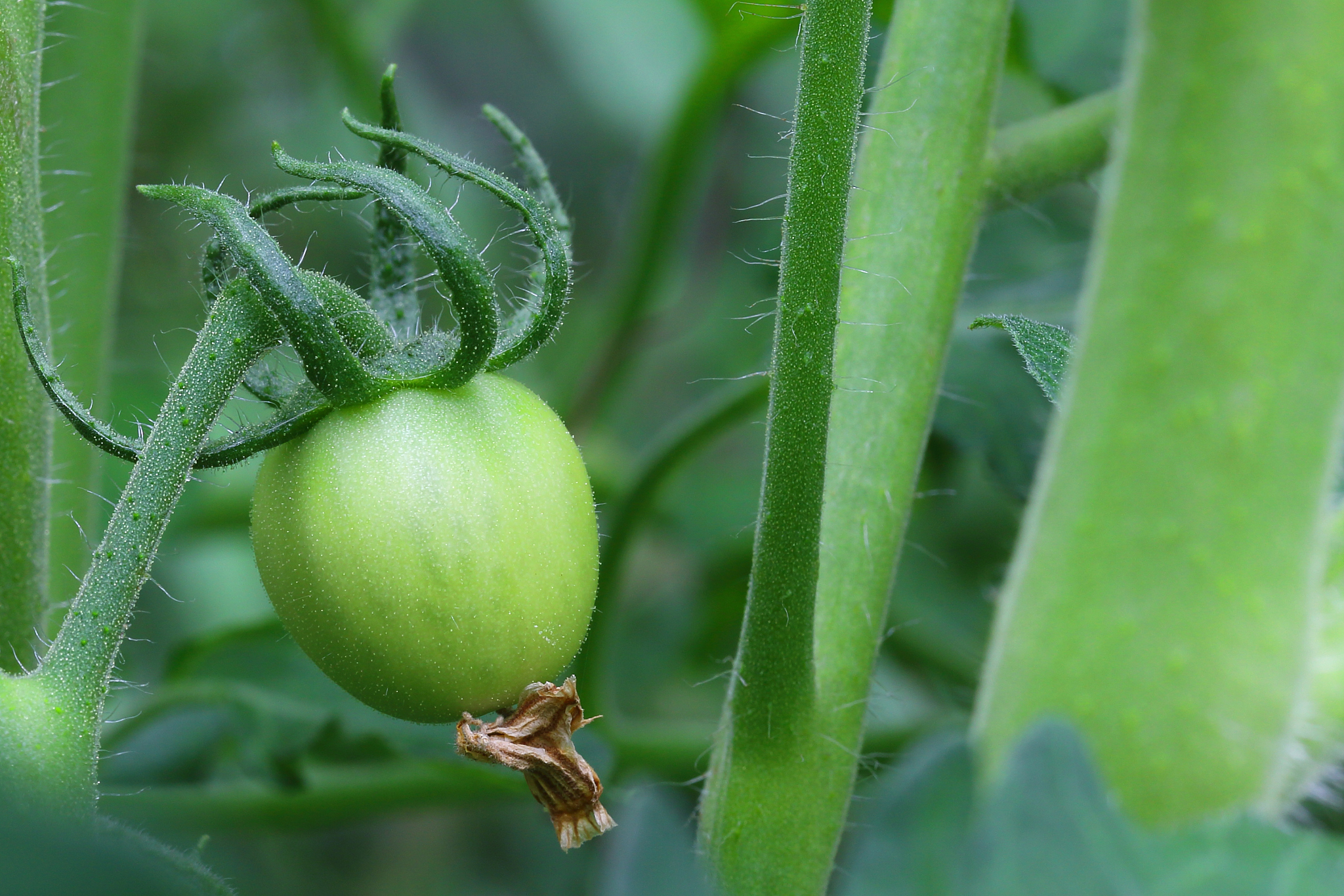 西红柿常见虫害识别及防治方法