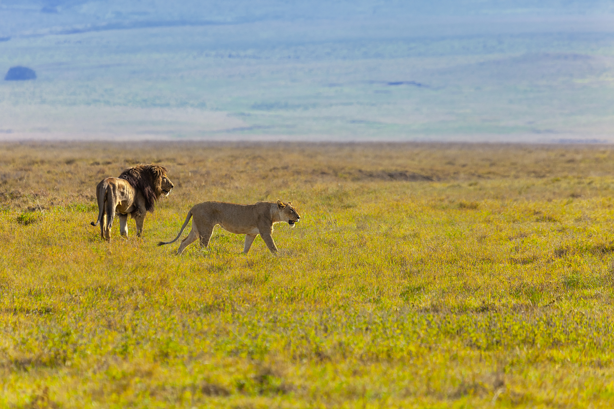 lions in serengeti national park, tanzaniat