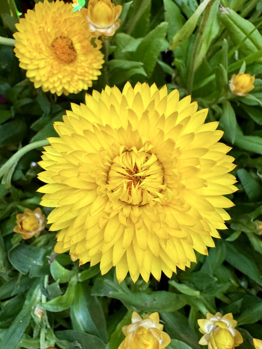 地涌金莲的种植技巧和养护方法