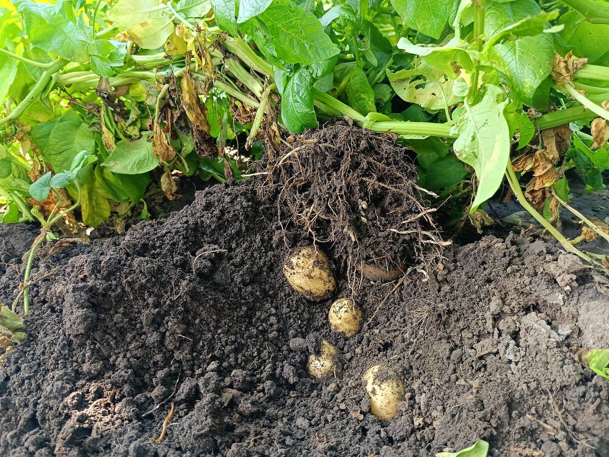 4马铃薯品种退化的原因及其防止措施。