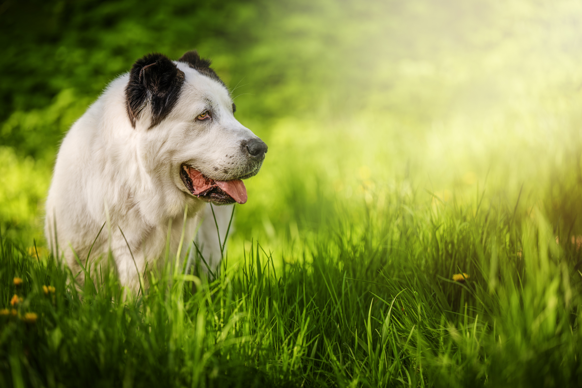 中亚牧羊犬图片 中亚牧羊犬图片