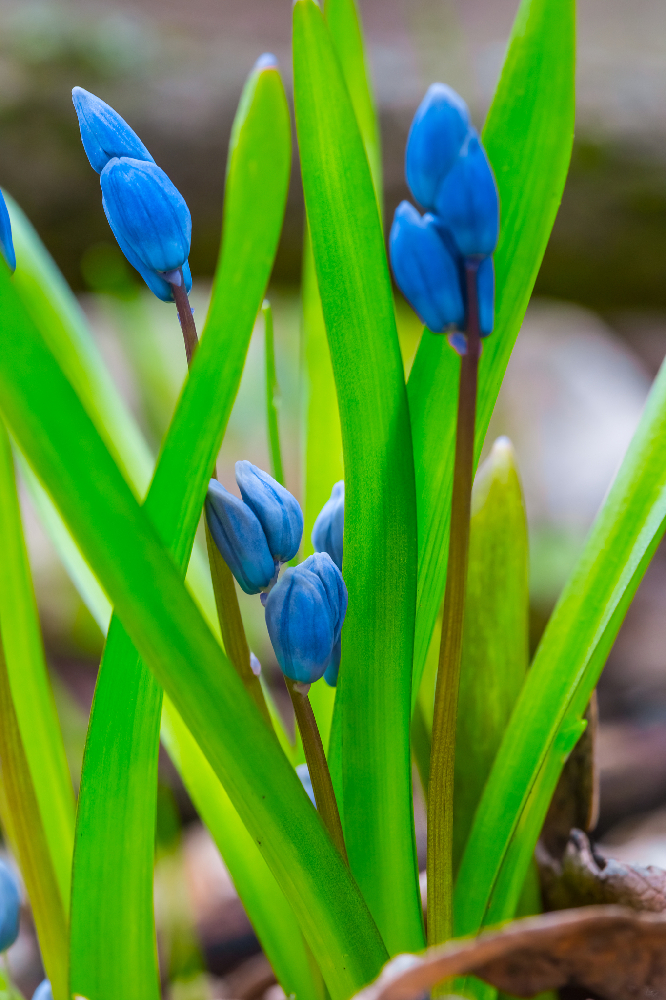 beautiful closeup spring flowers