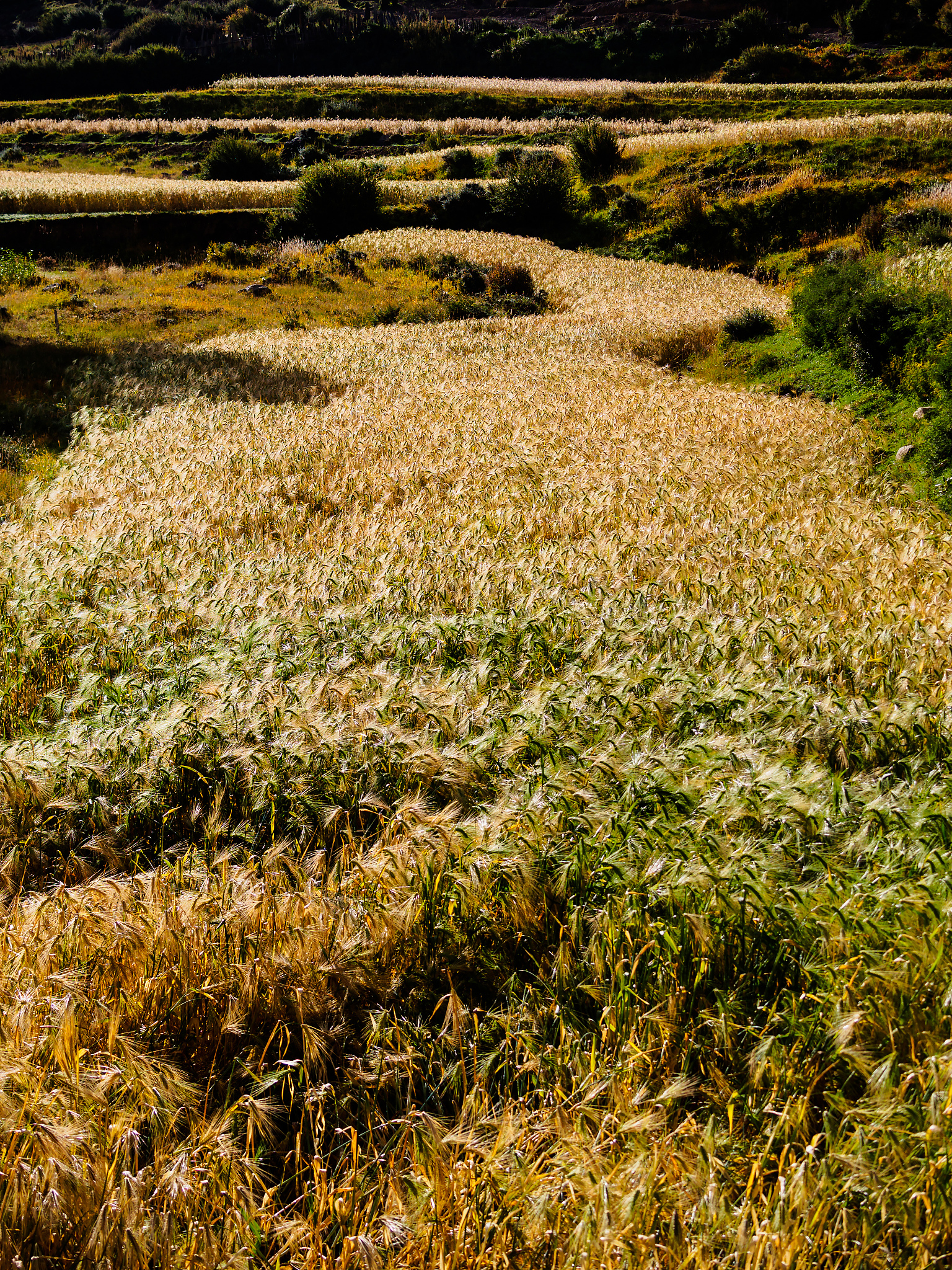 帮我想10个四字词语要有诗意有韵味有一个仙女在向日葵花海里读书