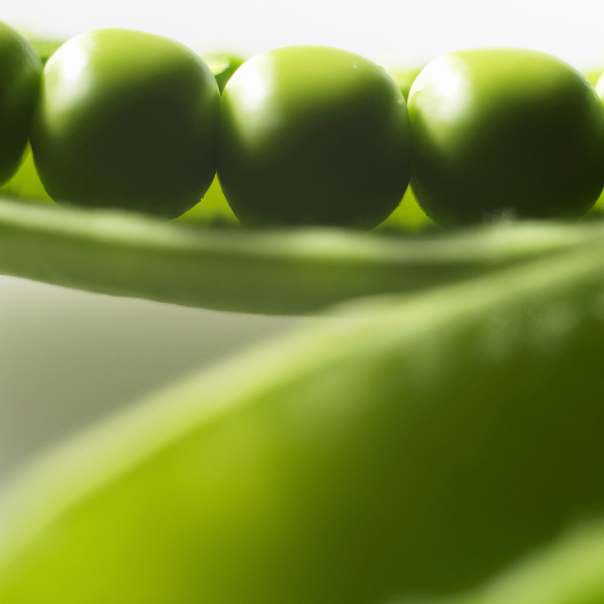 植物过氧化物酶含量