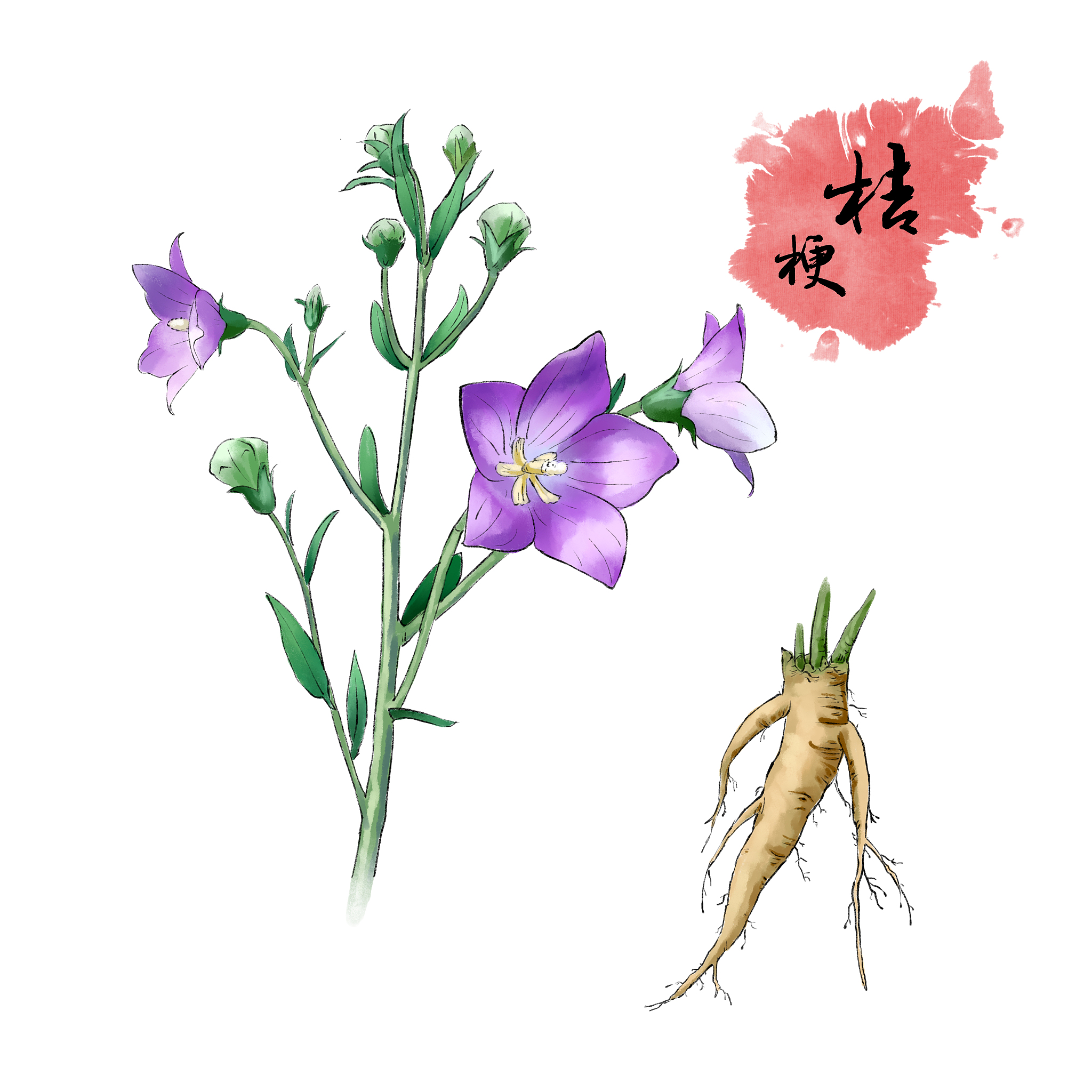 中国药典2020版 桔梗水分含量标准 - 详细解读