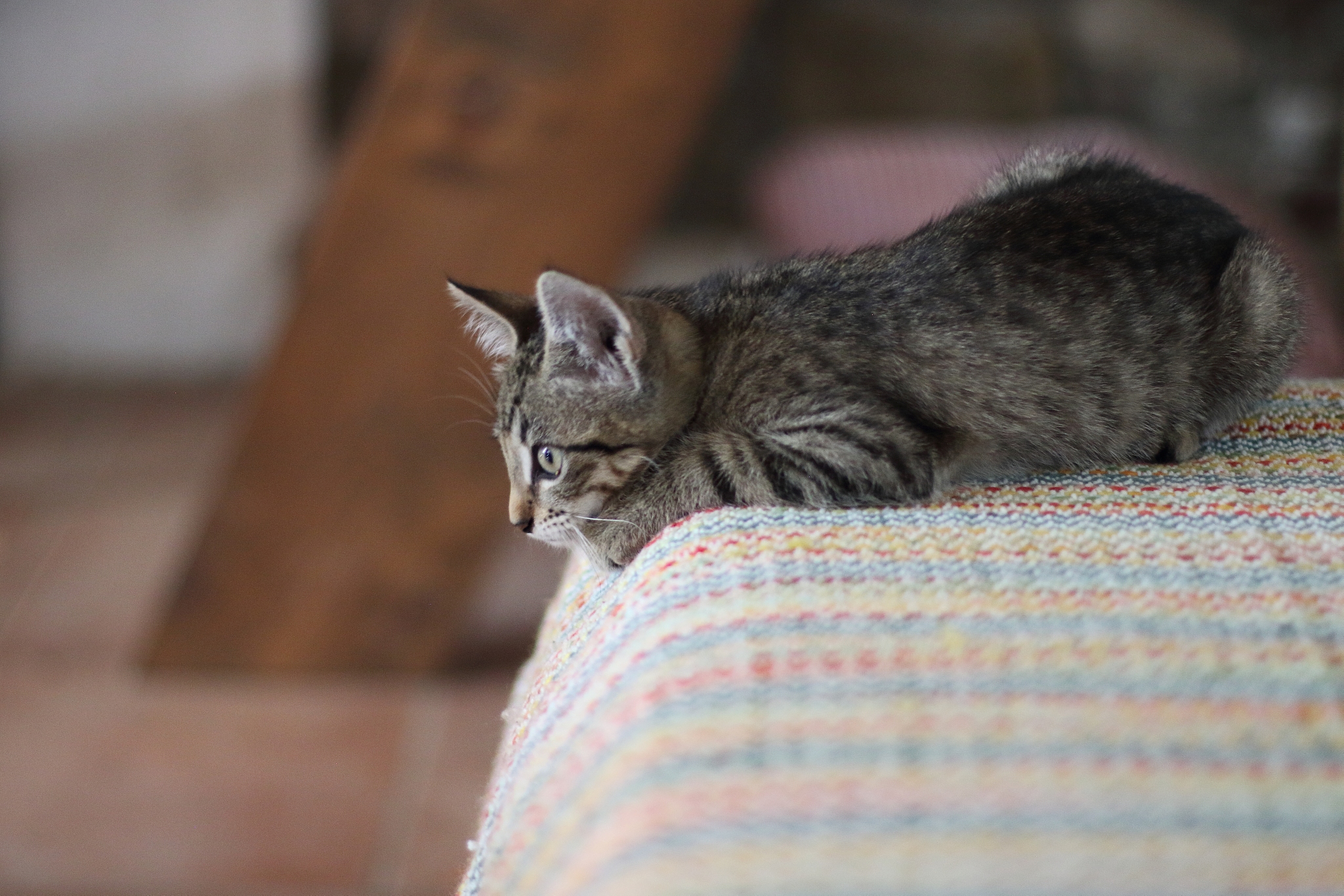 brindle kitten