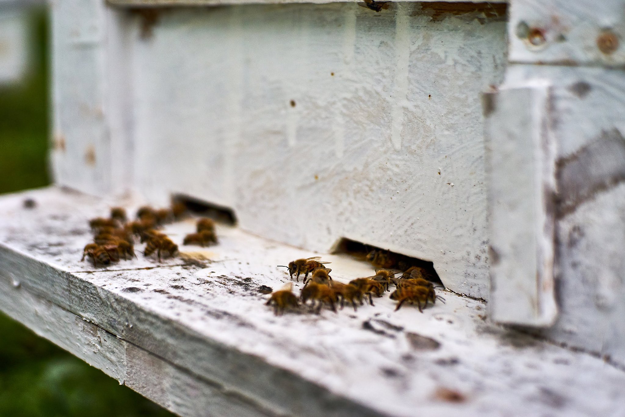 beehive