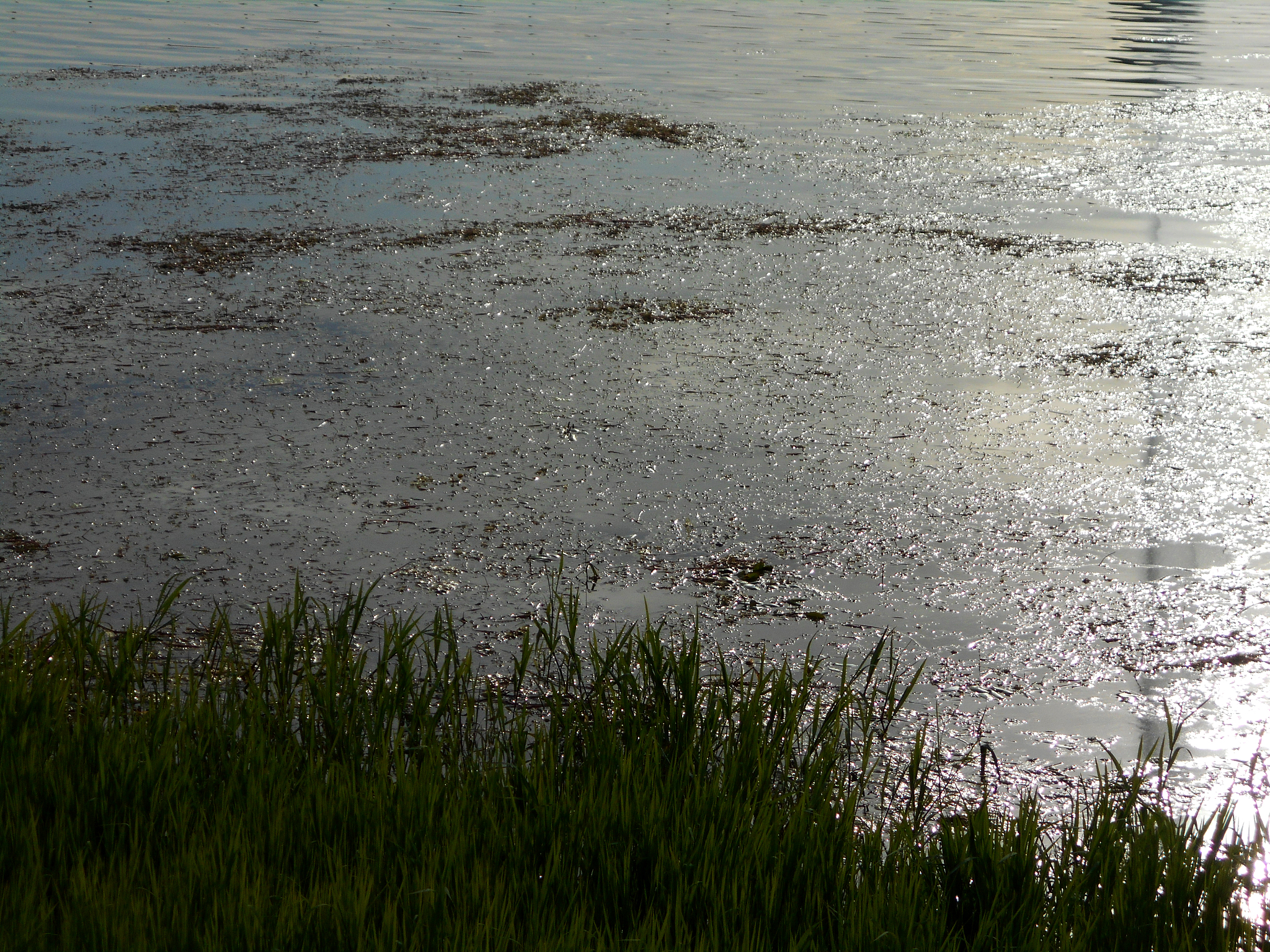 水安全管理的微生物定量风险评估案例研究