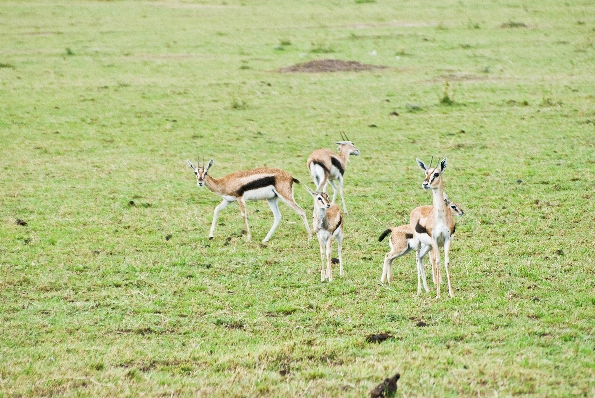 herd of thomson's gazelles aka tommies (eudorcas thomsonii) on d