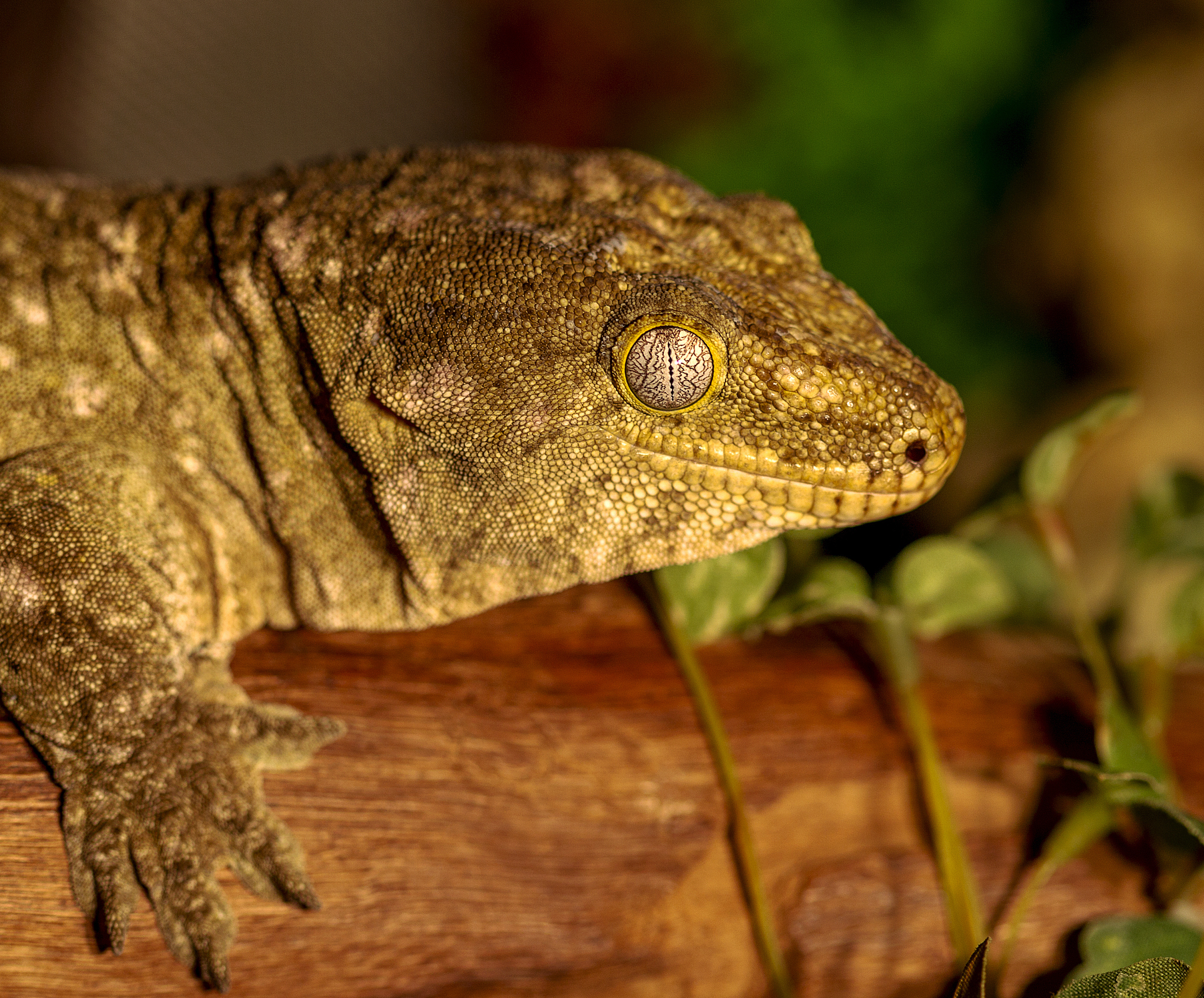fantastic close-up portrait of tropical gecko. selective focus,