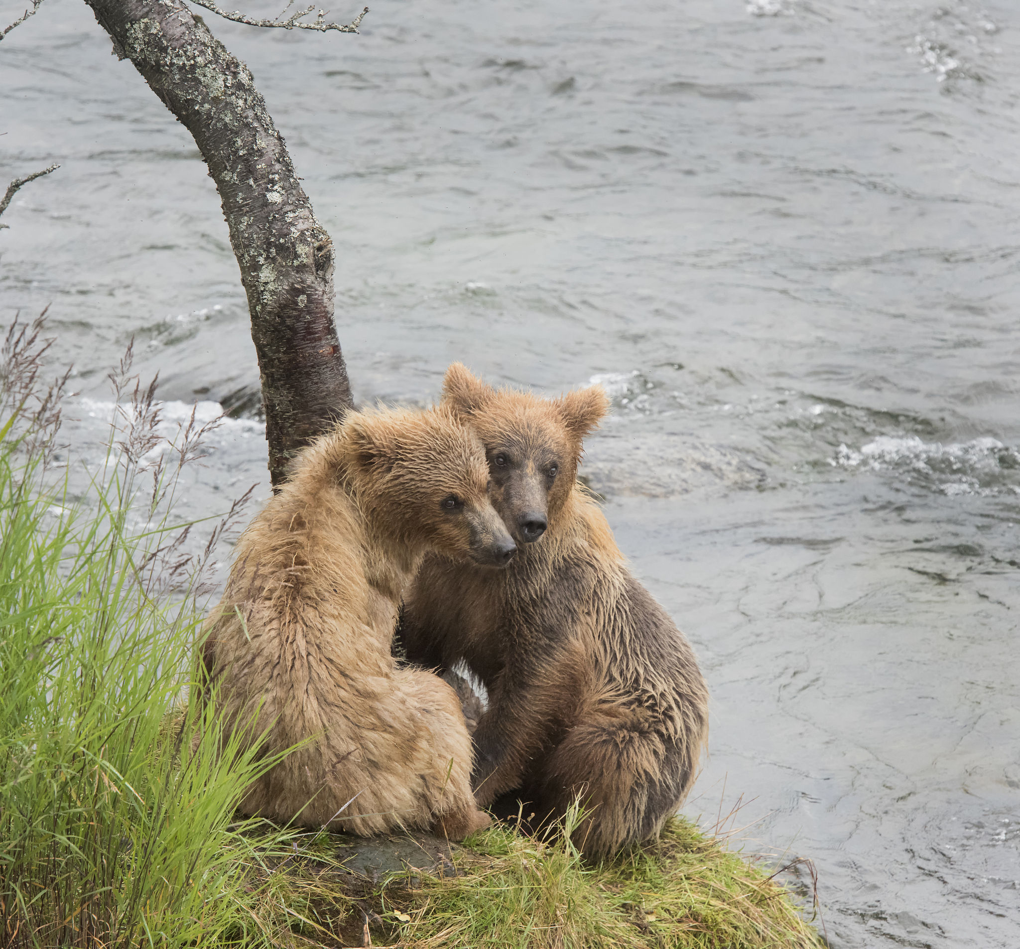 Lost in the Woods: A Thrilling Survival Story