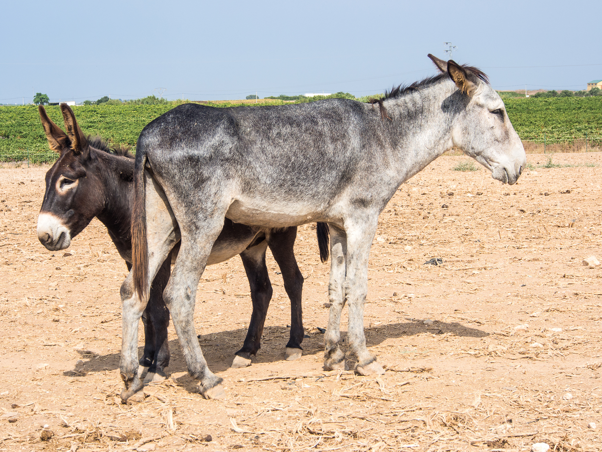 mule and donkey