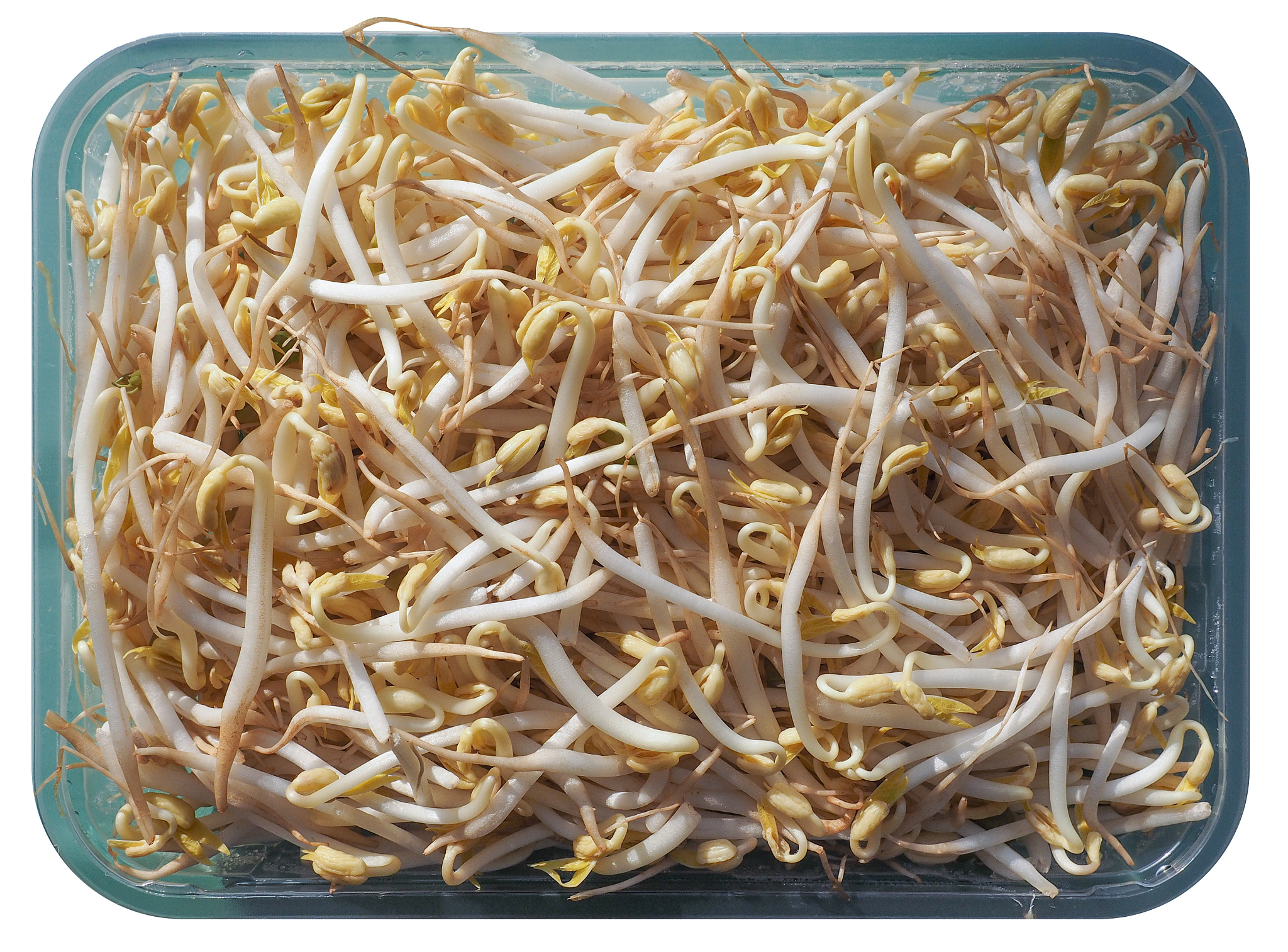 豆芽桶消毒水用几次？安全消毒方法和注意事项