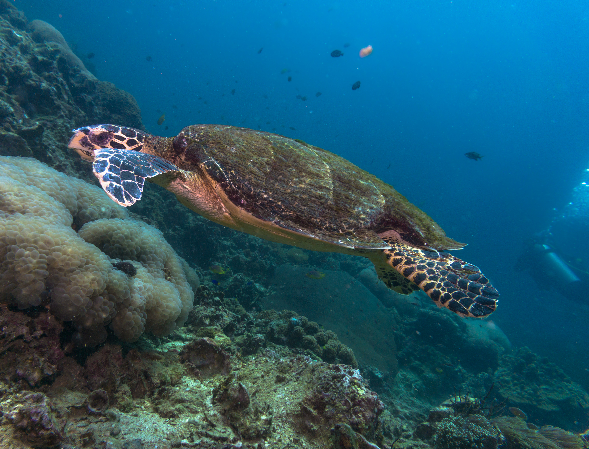 Green Turtle Nesting Decline: 1,280 to 145 in 10 Years