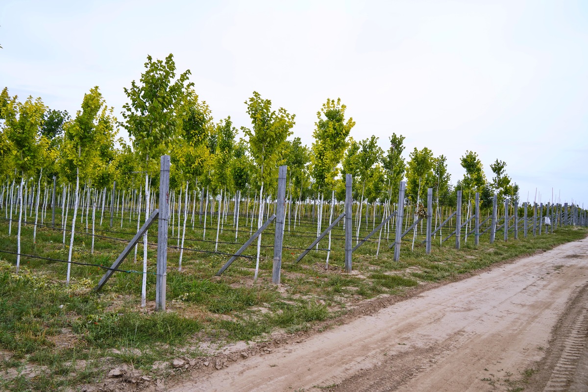 树形修剪技术应用：从农业到林业，促进可持续发展