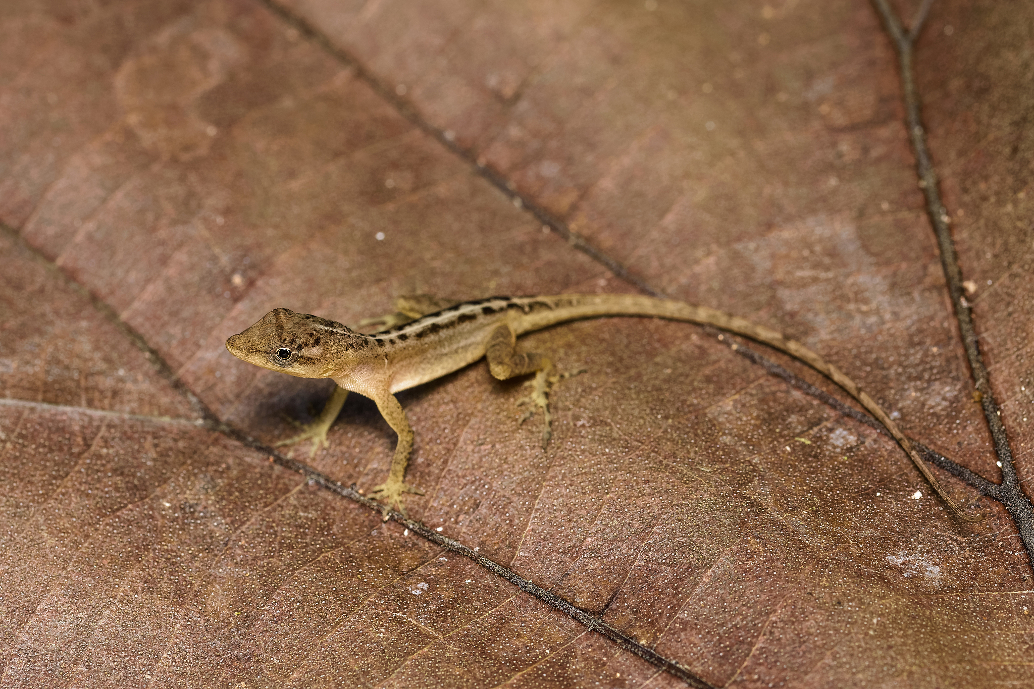 长治职业技术学院生物技术及应用专业怎么样？优势、劣势及发展方向