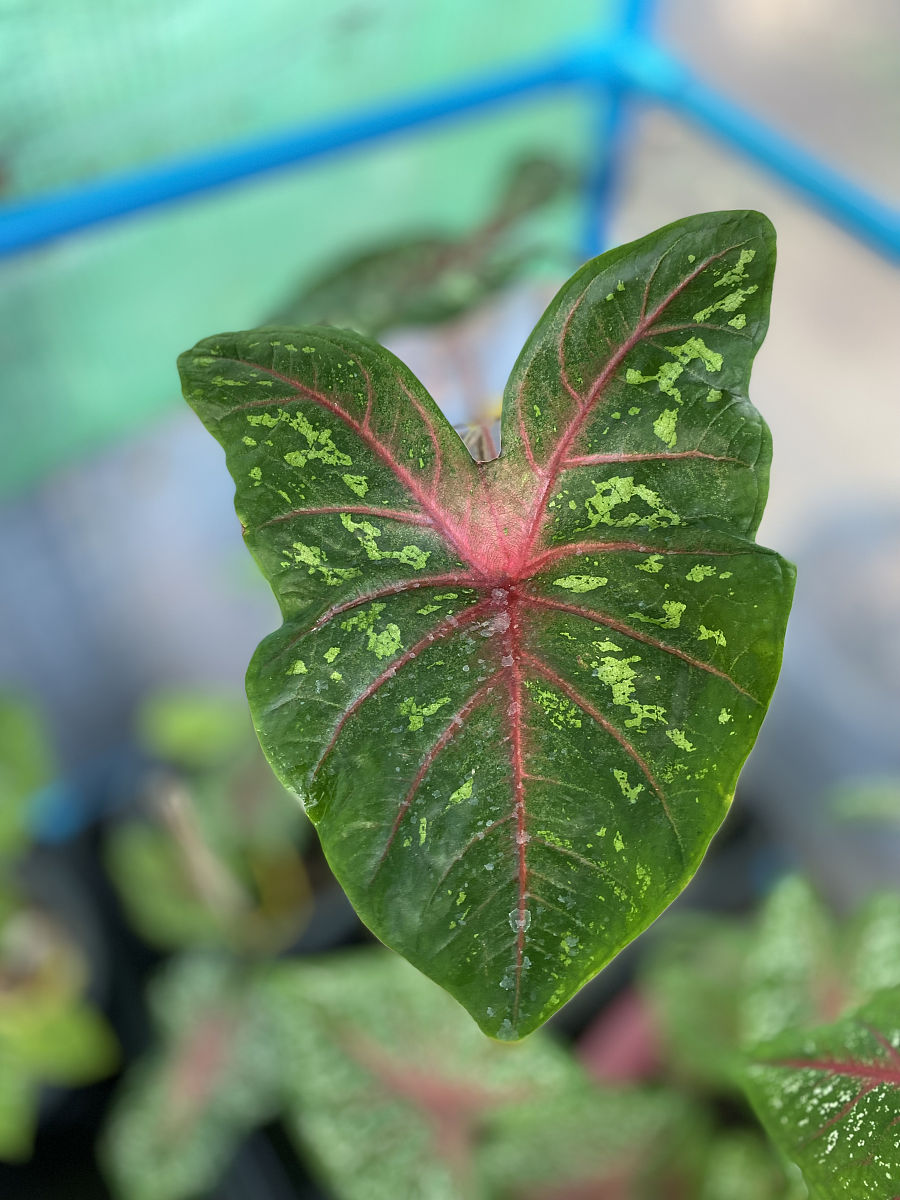 植物叶片色斑（斑纹）的成因及生物学意义