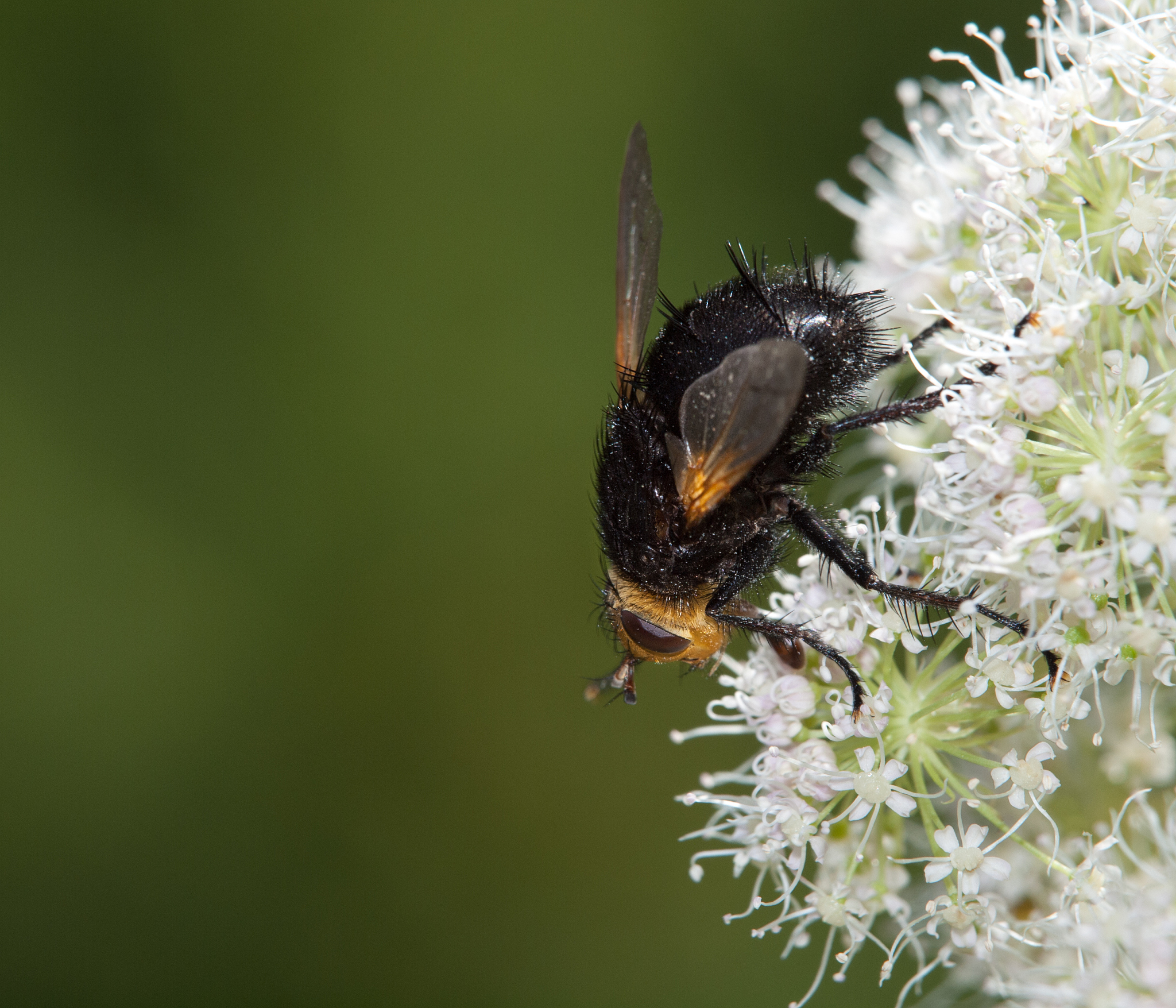 macro nature photography