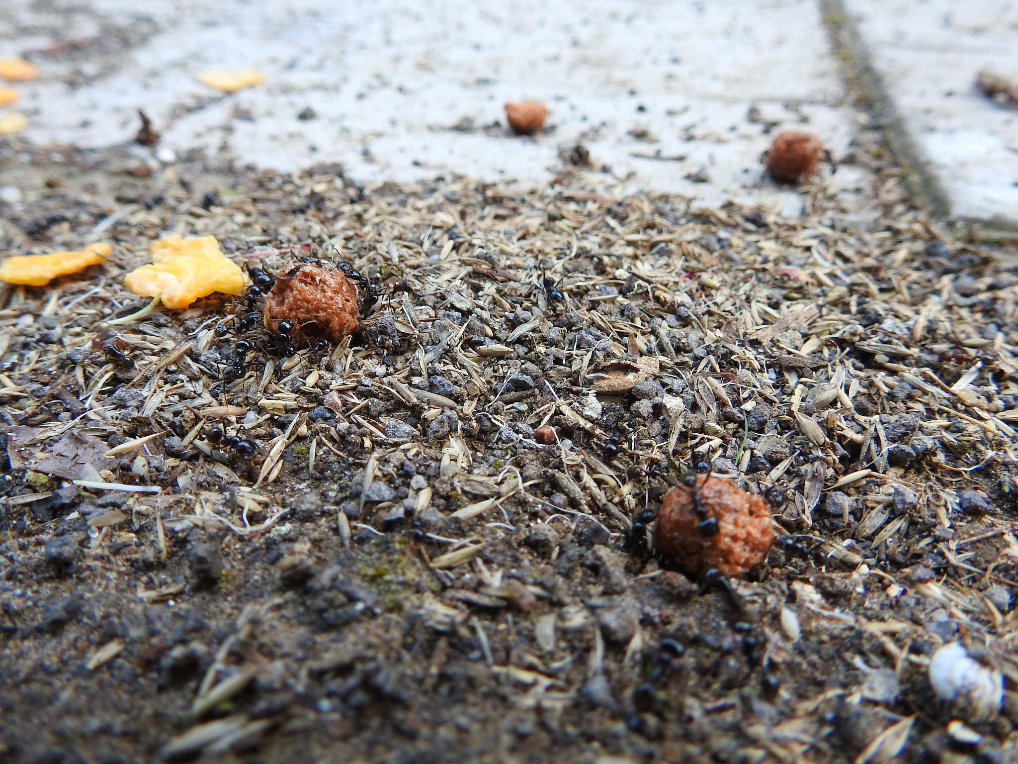 汽车停路边为什么总有蚂蚁？原因分析及解决方法