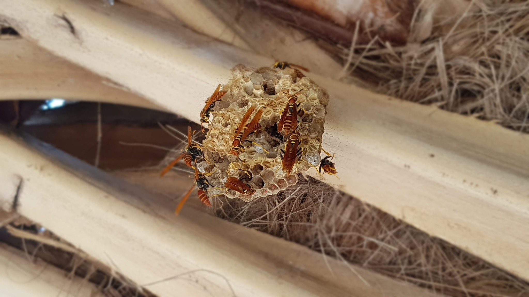 wasp swarming their nest