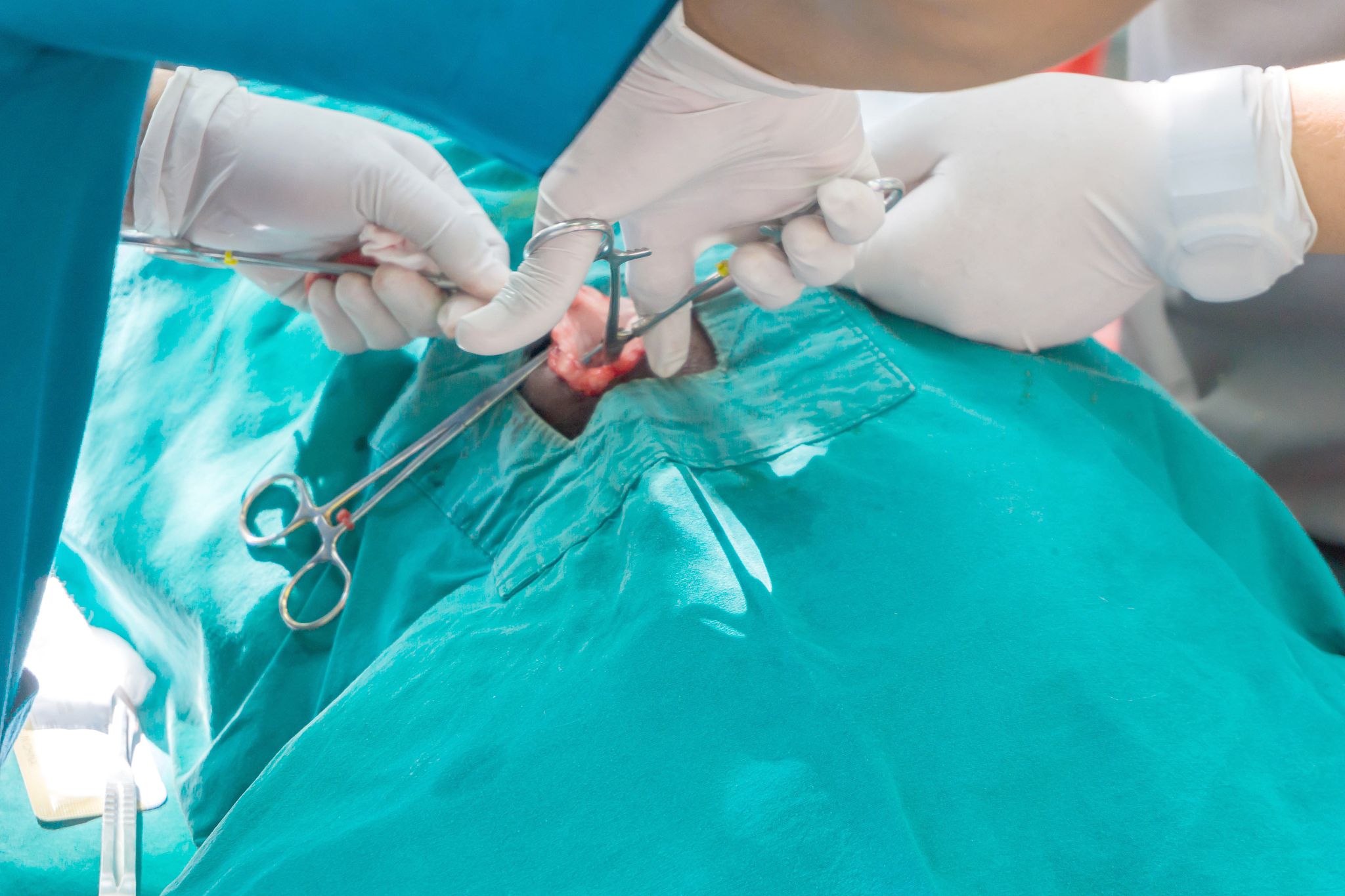 sterilization of dog on surgical tables under general anesthesia