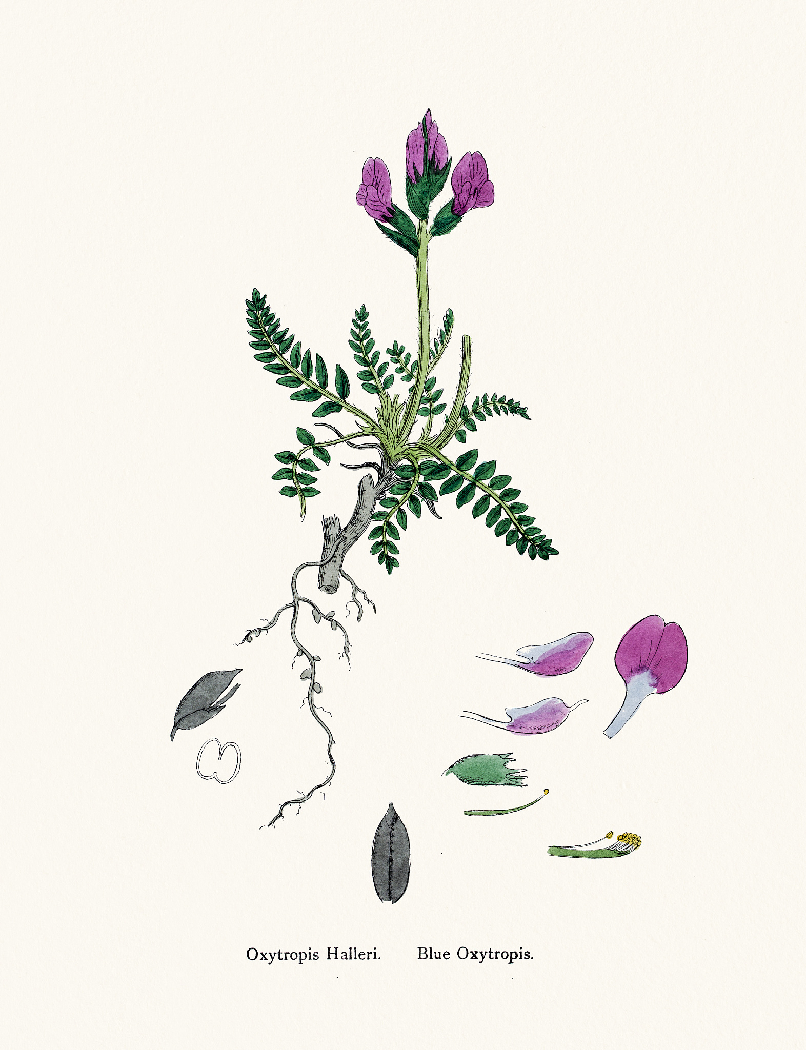 铁皮石斛西洋参黄芪胶囊：全面提升免疫力的新选择