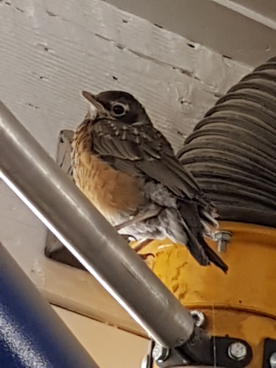 小麻雀的飞行：快速、灵活、高效