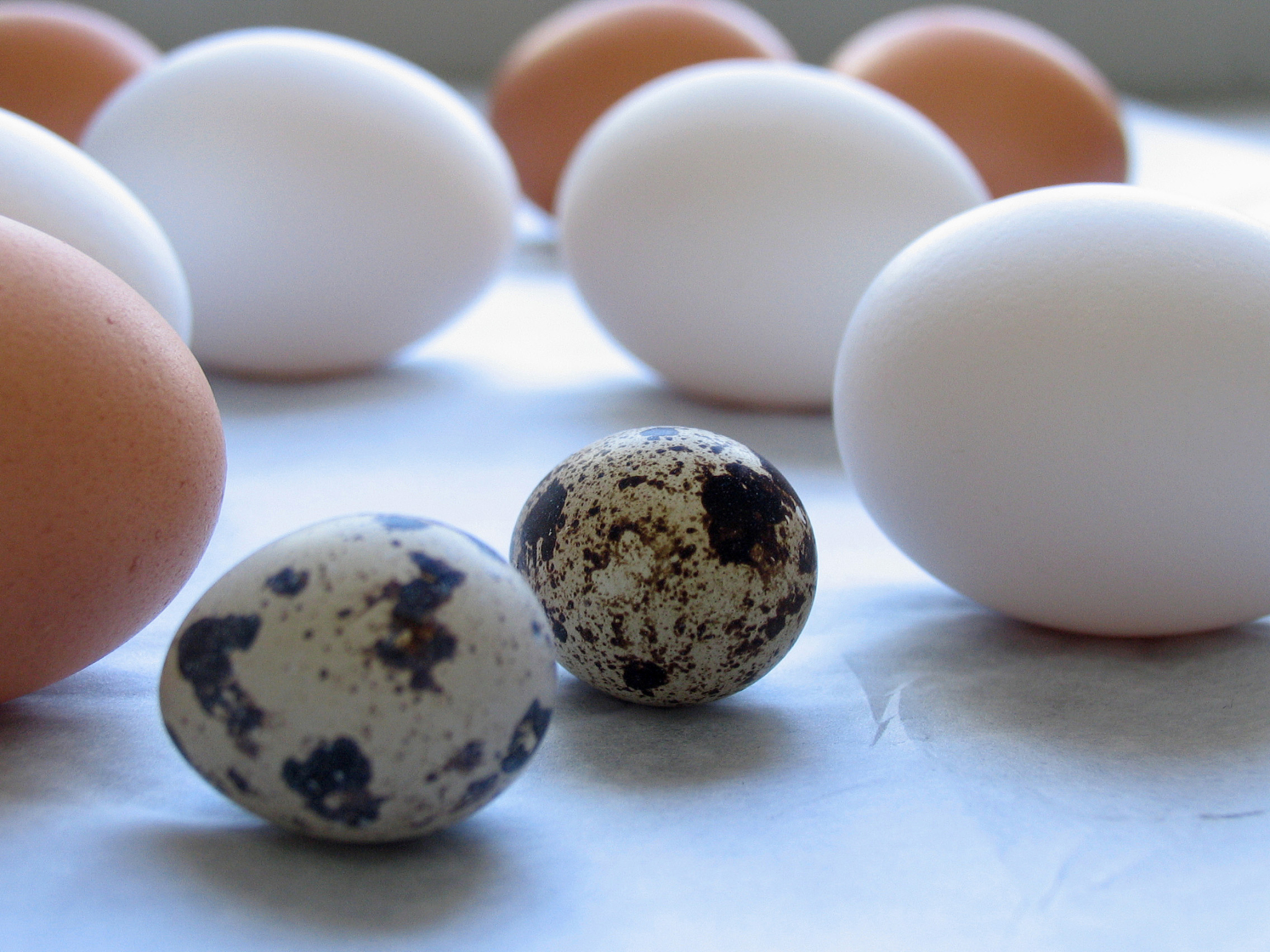 500g鹌鹑蛋有几个