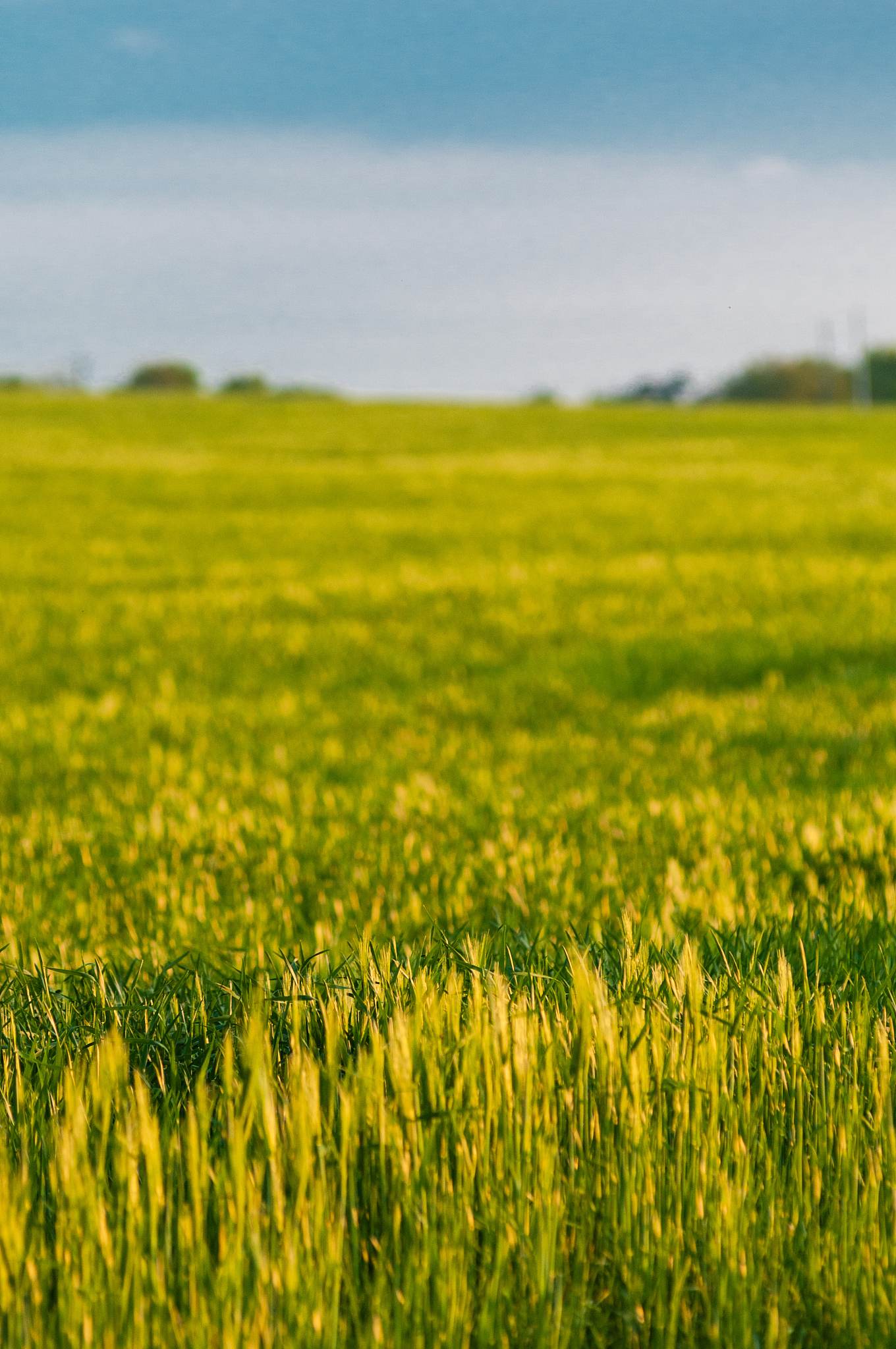 上海崇明岛亲子游攻略：带孩子玩转自然与乐趣