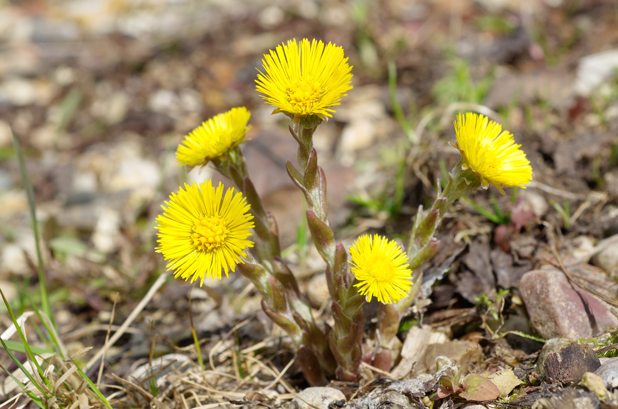 tussilago farfara medicinal plant