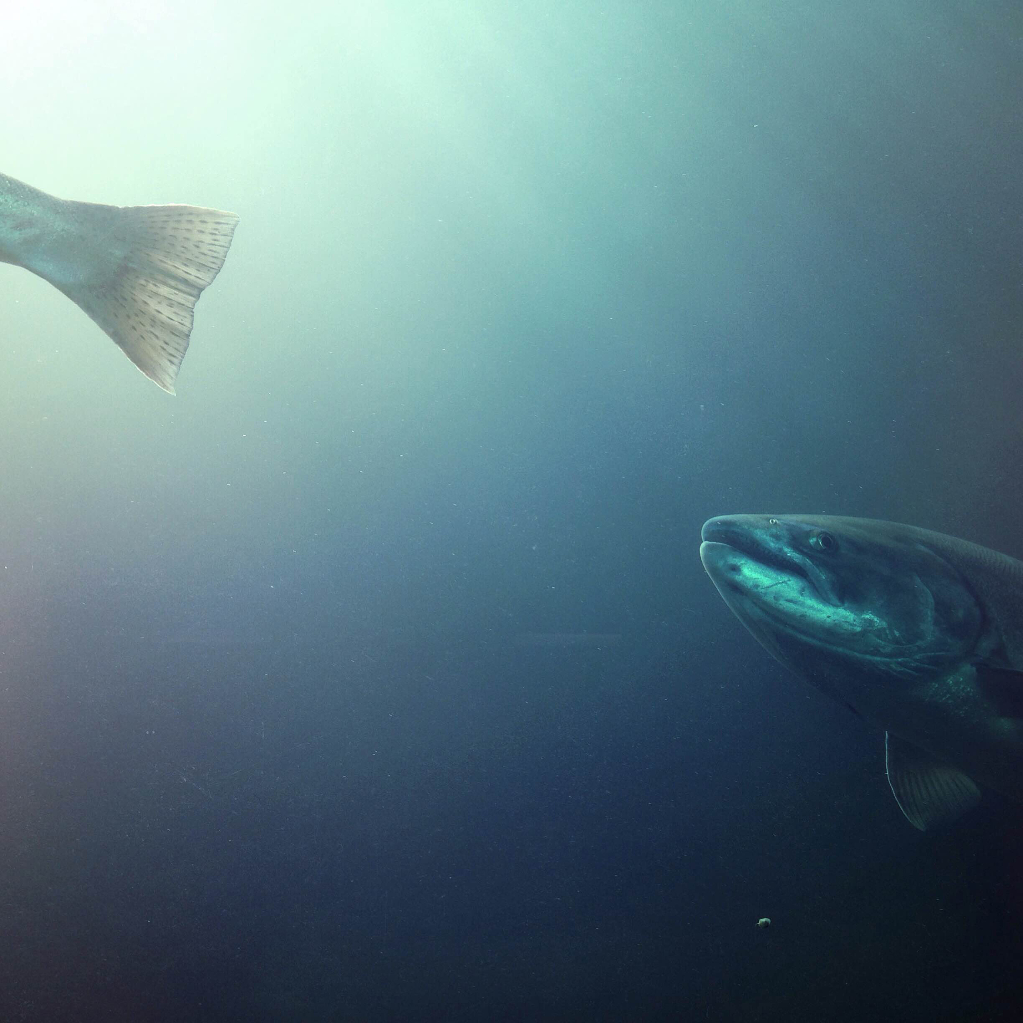 《深海》参宿战胜抑郁症：为什么她选择活下去？