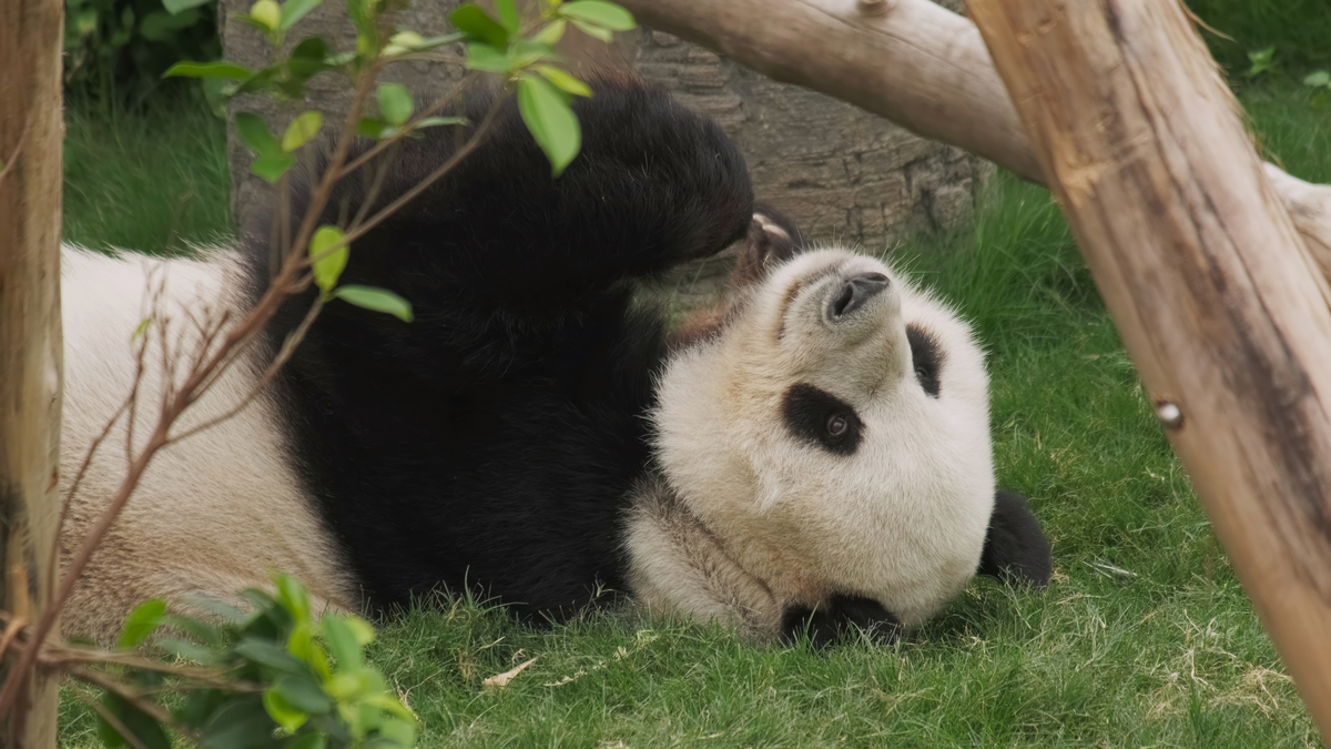 用My favorite animal is a panda续写一篇长度为十二句的中国小学生的英语