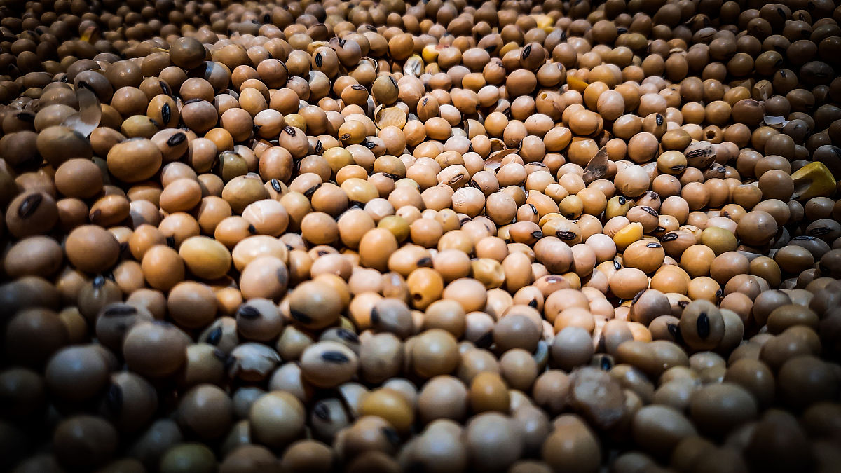 安徽省部分地区野生大豆遗传多样性分析引言怎么写