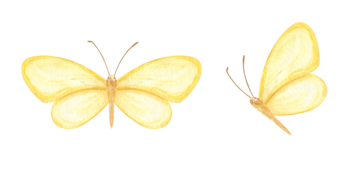 一群蝴蝶被称为万花筒